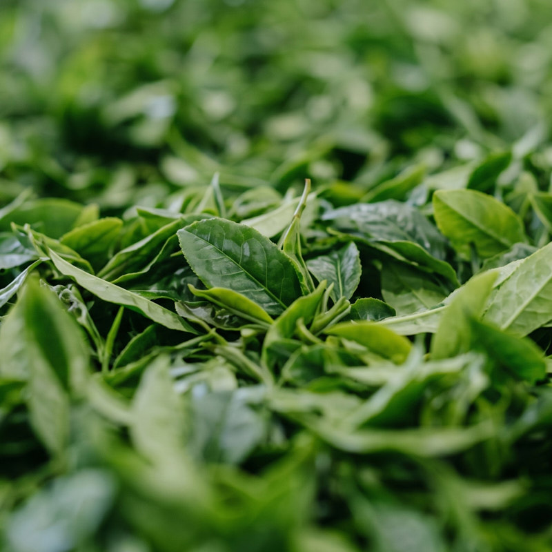 Tea industry